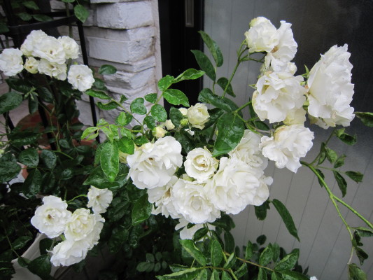 c0202870_1052567.jpg