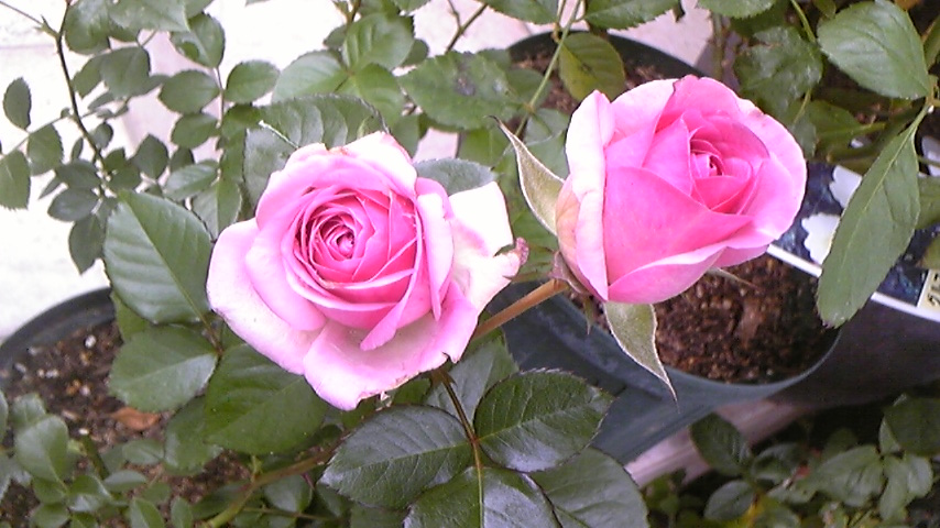 c0202870_1075561.jpg