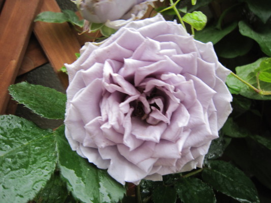 c0202870_9532717.jpg
