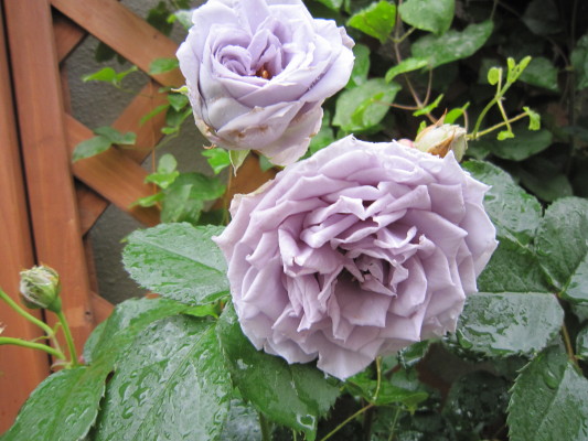 c0202870_953341.jpg