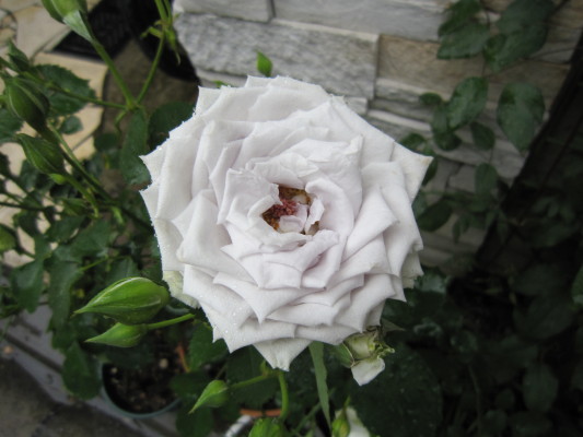 c0202870_9544273.jpg