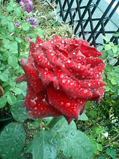e0063270_1545685.jpg