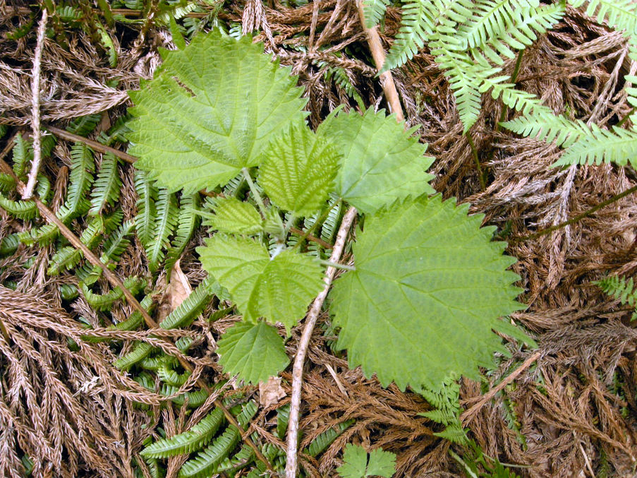 a0066081_18171073.jpg