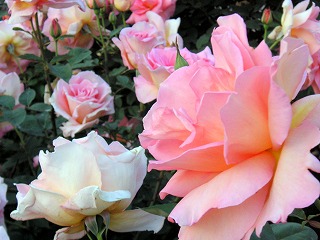 c0027181_20404789.jpg