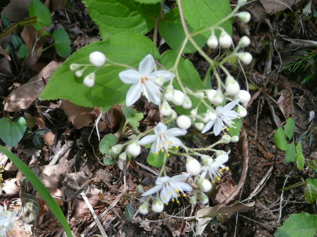 e0145782_1744829.jpg