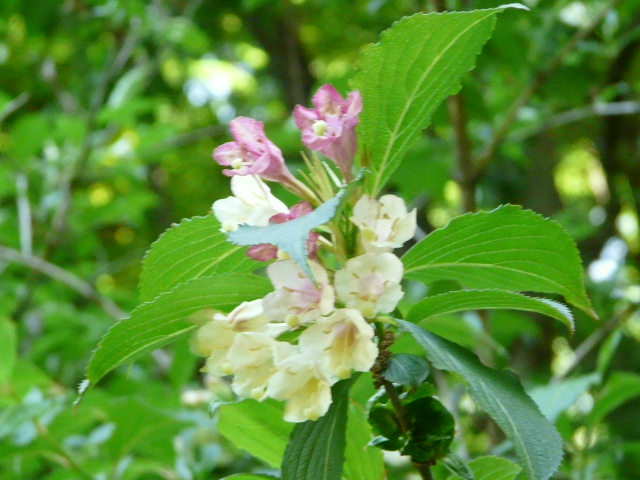 e0145782_1762213.jpg