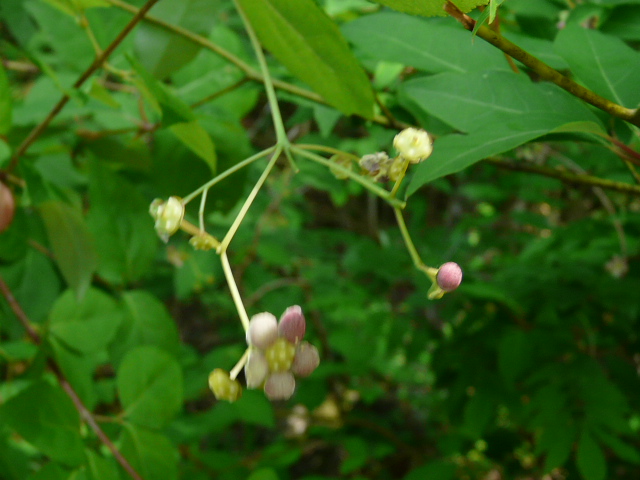 e0145782_1772050.jpg
