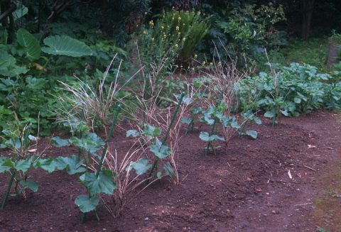 e0089001_2374081.jpg
