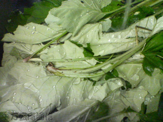 b0172209_8494295.jpg