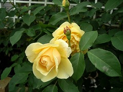 c0190010_21104749.jpg