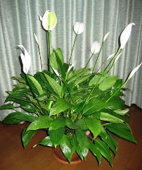 c0141431_22534891.jpg