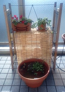 d0048332_1481959.gif