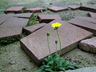 c0000134_1420155.jpg