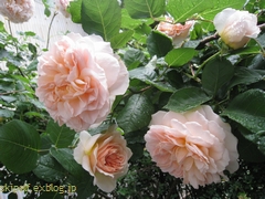 c0134734_1282411.jpg