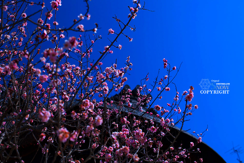 f0005935_22554796.jpg