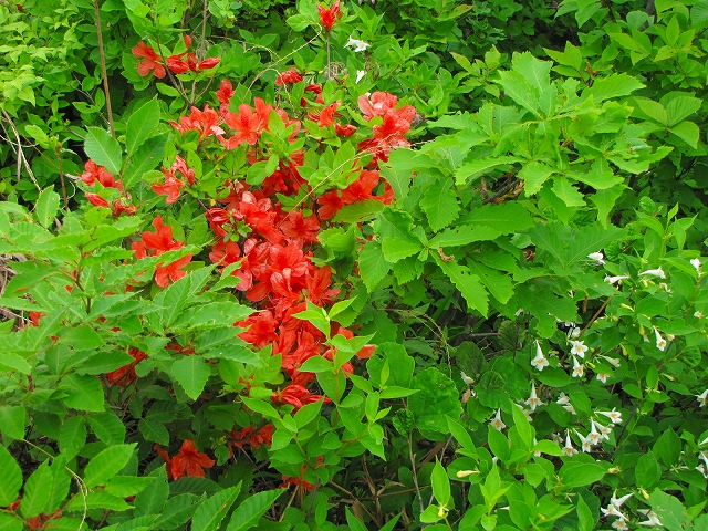 b0097836_1410756.jpg