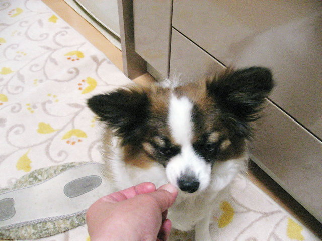 a0149240_20432624.jpg