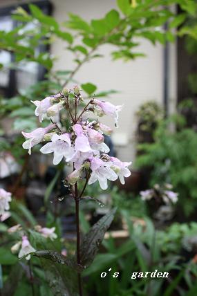 a0132041_20111025.jpg