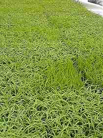 b0028347_1154385.jpg