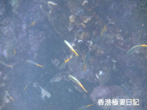 f0190653_9155052.jpg
