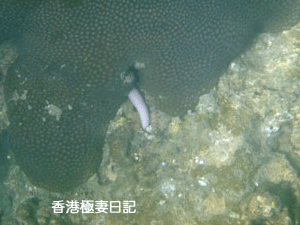 f0190653_9162220.gif