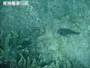 f0190653_9183544.jpg