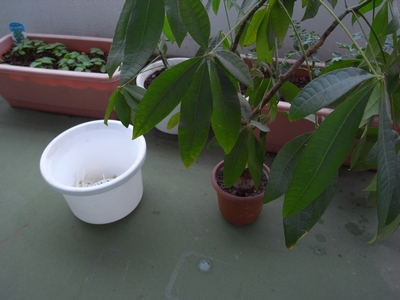 c0166668_8312247.jpg