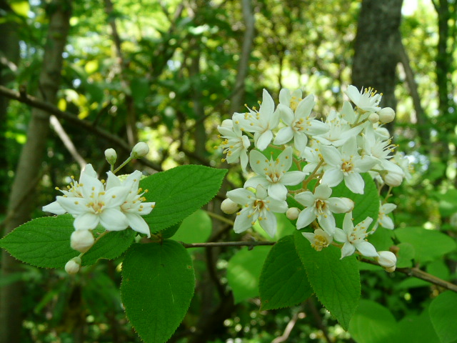 e0145782_152620100.jpg