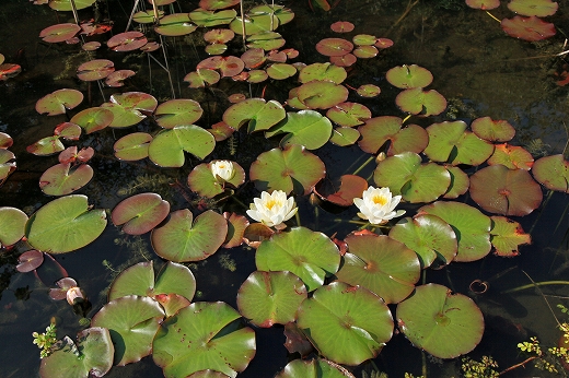 e0190885_20121556.jpg