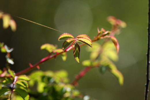 e0190885_20131186.jpg