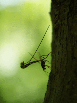 b0053192_654034.gif