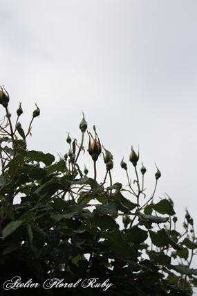 d0001008_1814358.jpg