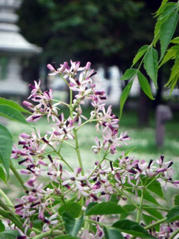 e0177509_21102931.jpg