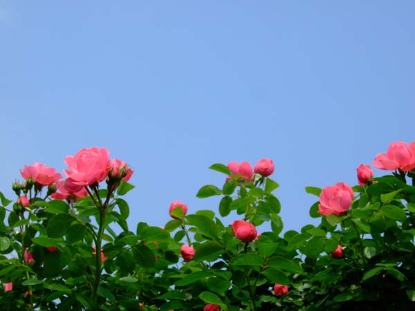 f0147025_17492443.jpg
