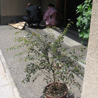 d0033734_2036522.jpg
