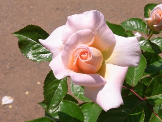 a0169836_0161035.jpg
