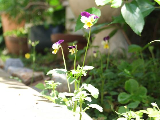 b0089338_20343763.jpg
