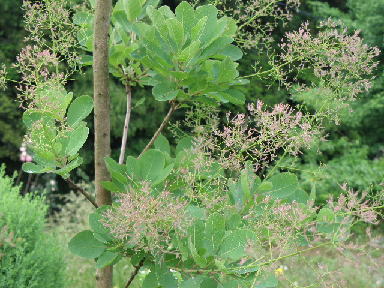 e0184558_7102997.jpg