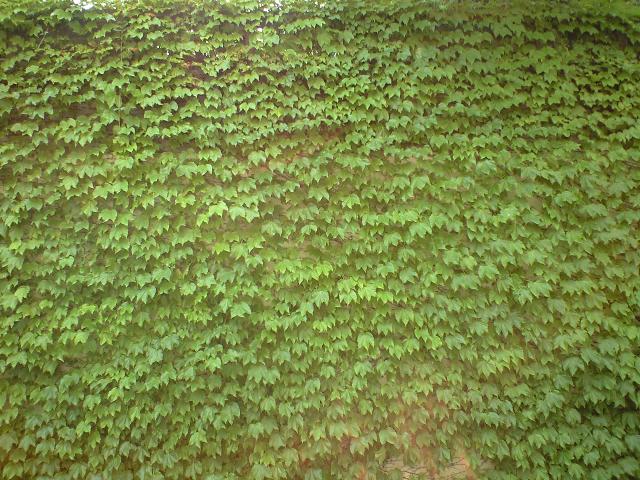 c0194767_1235024.jpg