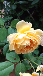 f0082772_19521096.gif