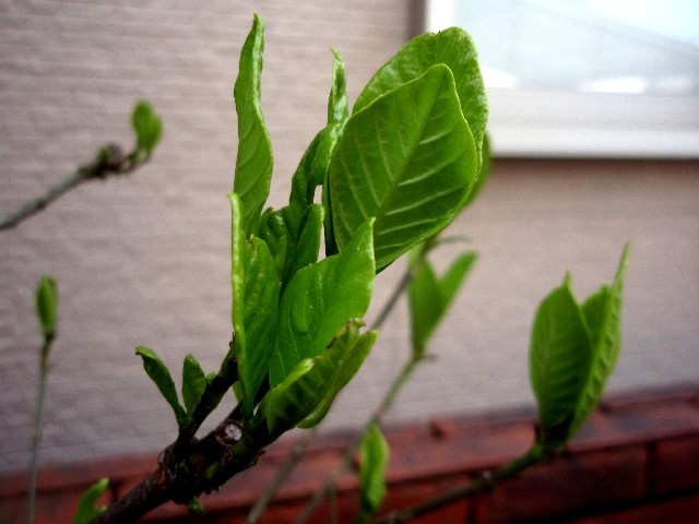d0162276_9443039.jpg