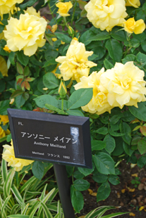 a0062983_1135278.jpg