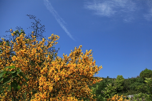 e0190885_19151070.jpg