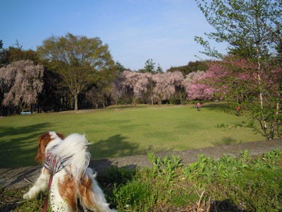 d0044986_74347100.jpg