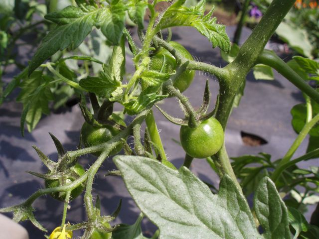 f0130894_20105327.jpg