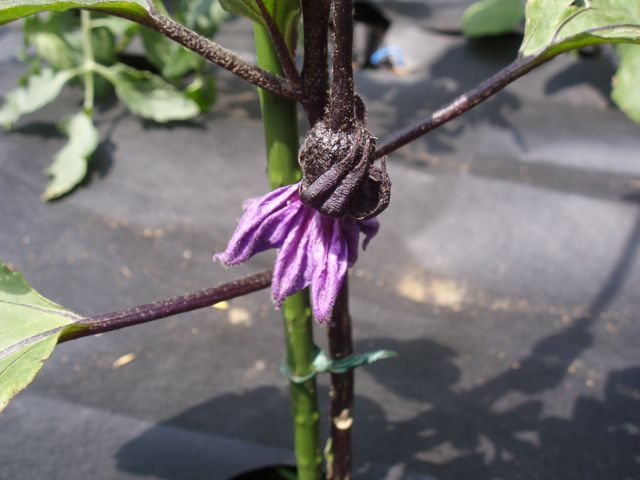 f0130894_2012880.jpg