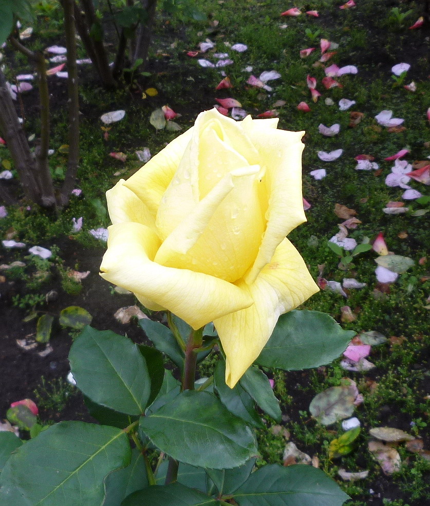 c0138198_14444546.jpg