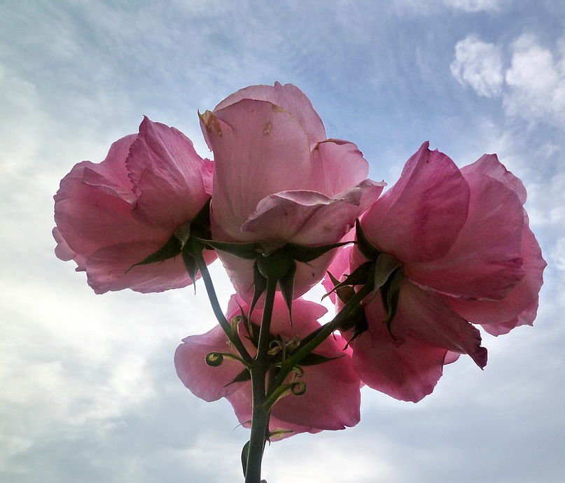 c0138198_1454238.jpg