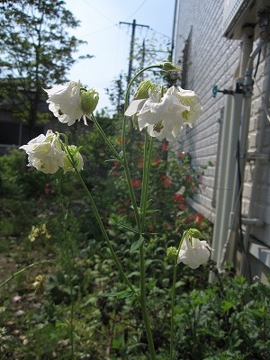 c0117007_2125166.jpg