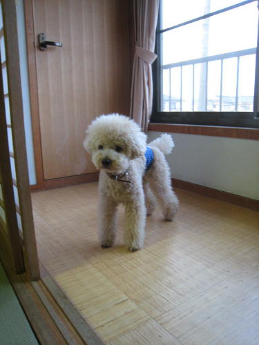 c0060920_1334556.jpg